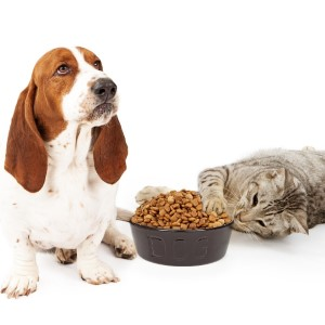DOG AND CAT FOOD