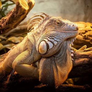 Online reptile outlet supplies