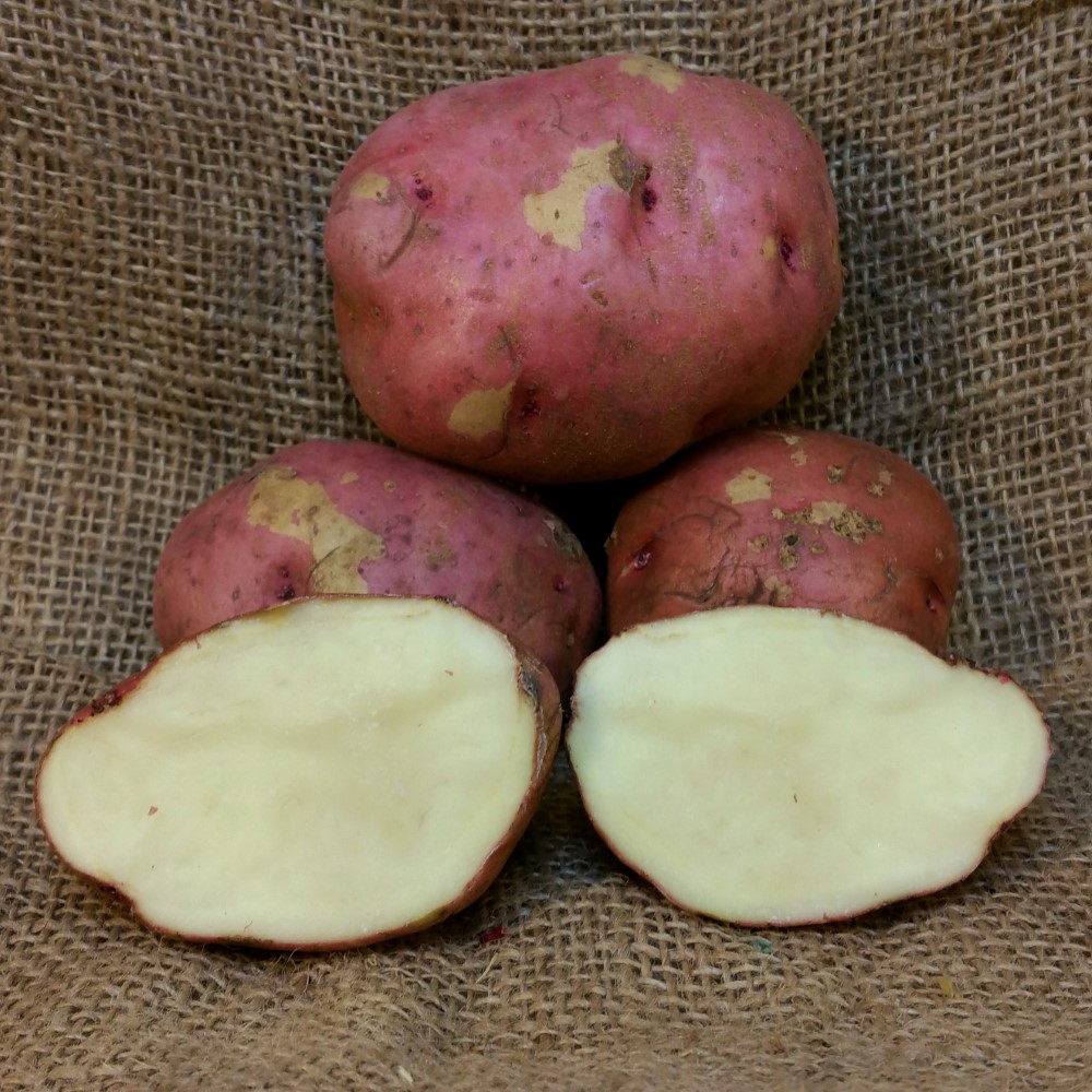 poteto!様 1 lb Red Pontiac Certified Seed Potato